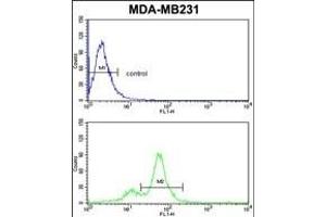 CYP2A13 Antibody (C-term) (ABIN652591 and ABIN2842396) flow cytometric analysis of MDA-M cells (bottom histogram) compared to a negative control cell (top histogram).