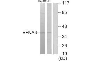 Western blot analysis of extracts from HepG2 cells and Jurkat cells, using EFNA3 antibody. (Ephrin A3 抗体  (C-Term))
