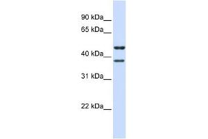 TMEM135 antibody used at 1 ug/ml to detect target protein. (TMEM135 抗体  (N-Term))