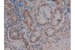 IHC-P analysis of Human Stomach Tissue, with DAB staining. (CXCL12 抗体  (AA 23-89))