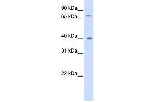 Western Blotting (WB) image for anti-Spermatogenesis Associated 7 (SPATA7) antibody (ABIN2459987) (SPATA7 抗体)