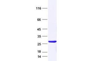 Western Blotting (WB) image for Cold Shock Domain Containing C2, RNA Binding (CSDC2) protein (DYKDDDDK Tag) (ABIN2712577)