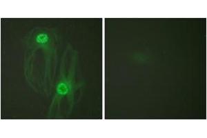 Immunofluorescence (IF) image for anti-Kinesin Family Member 11 (KIF11) (AA 892-941) antibody (ABIN2888892) (KIF11 抗体  (AA 892-941))