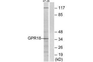 Western Blotting (WB) image for anti-G Protein-Coupled Receptor 18 (GPR18) (Internal Region) antibody (ABIN1852912) (GPR18 抗体  (Internal Region))