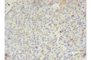 Immunohistochemistry of paraffin-embedded human pancreatic tissue using ABIN7163382 at dilution of 1:100 (PMM1 抗体  (AA 2-262))