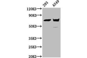 Western Blot Positive WB detected in: 293 whole cell lysate, A549 whole cell lysate All lanes: PLS1 antibody at 5. (PLS1 抗体  (AA 1-143))