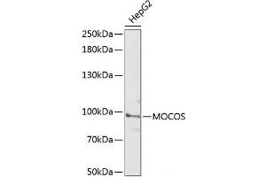 Western blot analysis of extracts of HepG2 cells using MOCOS Polyclonal Antibody at dilution of 1:3000. (MOCOS 抗体)