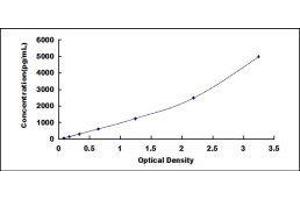 Synaptopodin (SYNPO) ELISA Kit