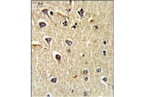 Formalin-fixed and paraffin-embedded human brain tissue reacted with C Antibody (N-term), which was peroxidase-conjugated to the secondary antibody, followed by DAB staining. (CD166 抗体  (N-Term))