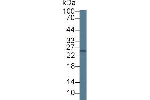 Western Blot; Sample: Mouse Spleen lysate; Primary Ab: 1µg/ml Rabbit Anti-Mouse GCA Antibody Second Ab: 0. (Grancalcin 抗体  (AA 39-220))