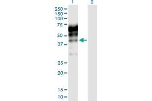Western Blot analysis of KNG1 expression in transfected 293T cell line by KNG1 MaxPab polyclonal antibody. (KNG1 抗体  (AA 1-427))
