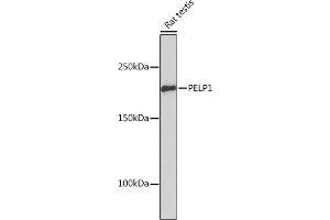 Western blot analysis of extracts of Rat testis, using PELP1 Rabbit mAb (ABIN7269557) at 1:1000 dilution. (PELP1 抗体)