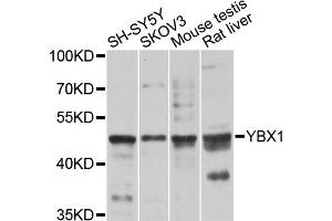 Western blot analysis of extracts of various cell lines, using YBX1 antibody (ABIN5995379) at 1/1000 dilution. (YBX1 抗体)