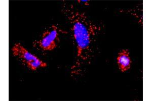 Proximity Ligation Analysis of protein-protein interactions between TRAF2 and TRAF1. (TRAF1 抗体  (AA 1-416))