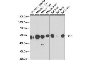Western blot analysis of extracts of various cell lines using IHH Polyclonal Antibody at dilution of 1:1000. (Indian Hedgehog 抗体)