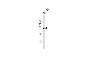 Anti-TMED4 Antibody (Center) at 1:2000 dilution + HepG2 whole cell lysate Lysates/proteins at 20 μg per lane. (TMED4 抗体  (AA 130-161))