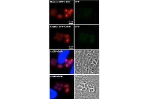 Immunofluorescence (IF) image for anti-Green Fluorescent Protein (GFP) antibody (ABIN356346) (GFP 抗体)
