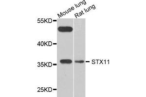 Western blot analysis of extract of mouse lung and rat lung cells, using STX11 antibody. (Syntaxin 11 抗体)
