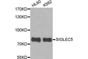 Western blot analysis of extracts of HL60 and K562 cell lines, using SIGLEC5 antibody. (SIGLEC5 抗体)