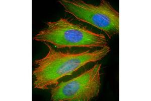 Immunofluorescent analysis of 4 % paraformaldehyde-fixed, 0. (BCL2L10 抗体  (AA 89-123))