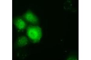 Anti-TTC32 mouse monoclonal antibody (ABIN2453737) immunofluorescent staining of COS7 cells transiently transfected by pCMV6-ENTRY TTC32 (RC209334). (TTC32 抗体)