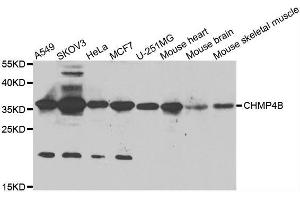 Western blot analysis of extracts of various cell lines, using CHMP4B antibody. (CHMP4B 抗体  (AA 1-224))