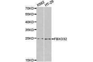 Western Blotting (WB) image for anti-F-Box Protein 32 (FBXO32) antibody (ABIN1872666) (FBXO32 抗体)