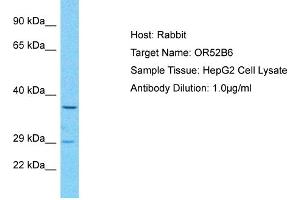 Host: Rabbit Target Name: OR52B6 Sample Type: HepG2 Whole Cell lysates Antibody Dilution: 1.