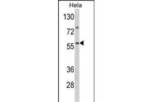 Western blot analysis of SARS2 Antibody (Center) (ABIN392301 and ABIN2841955) in Hela cell line lysates (35 μg/lane). (SARS2 抗体  (AA 315-344))