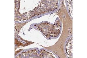 Immunohistochemical staining of human testis with SEC31B polyclonal antibody  shows strong cytoplasmic positivity in cells in seminiferus ducts at 1:200-1:500 dilution. (SEC31B 抗体)