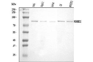 Western blot analysis of FOXRED2 using anti-FOXRED2 antibody (ABIN7601747).