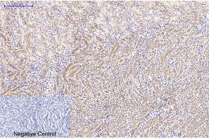 Immunohistochemical analysis of paraffin-embedded mouse kidney tissue. (beta Catenin 抗体)