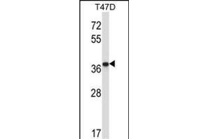 P2CB Antibody (C-term) (ABIN657687 and ABIN2846679) western blot analysis in T47D cell line lysates (35 μg/lane). (PPP2CB 抗体  (C-Term))