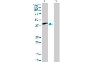 Western Blot analysis of SERPINI2 expression in transfected 293T cell line by SERPINI2 MaxPab polyclonal antibody.
