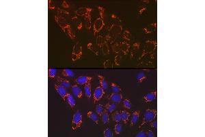 Immunofluorescence (IF) image for anti-NADH Dehydrogenase (Ubiquinone) 1 beta Subcomplex, 8, 19kDa (NDUFB8) antibody (ABIN7268813)