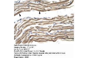 Human Muscle (HOXA10 抗体  (N-Term))