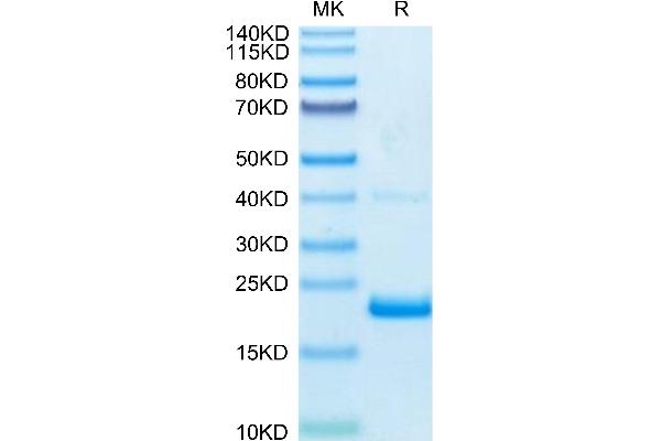 TNF alpha Protein (AA 77-233) (His-Avi Tag,Biotin)