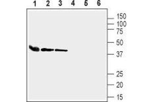 Western blot analysis of mouse heart lysate (lanes 1 and 4), rat lung membranes (lanes 2 and 5) and mouse lung lysate (lanes 3 and 6): - 1-3. (GJA4 抗体  (Intracellular))