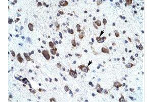 Image no. 1 for anti-Mortality Factor 4 Like 2 (MORF4L2) (AA 67-116) antibody (ABIN202164) (MORF4L2 抗体  (AA 67-116))