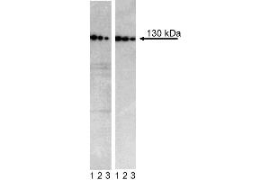 Western blot analysis of N-Cadherin in H9-derived neural stem cells (NSC) and transformed human epithelioid carcinoma (HeLa). (N-Cadherin 抗体  (Extracellular Domain))