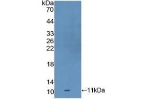 Western blot analysis of recombinant Mouse GDF10. (GDF10 抗体  (AA 339-477))