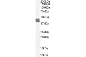 Image no. 1 for anti-Neuropeptide Y Receptor Y2 (NPY2R) (Internal Region) antibody (ABIN374839) (NPY2R 抗体  (Internal Region))