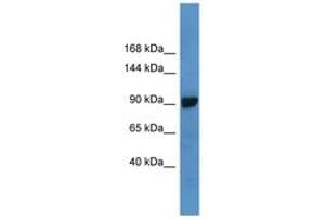 Image no. 1 for anti-ATP-Binding Cassette, Sub-Family C (CFTR/MRP), Member 4 (ABCC4) (AA 1231-1280) antibody (ABIN6747807)