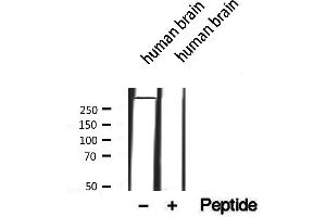Western blot analysis of extracts from Human brain, using MAP1B antibody. (MAP1B 抗体  (Internal Region))