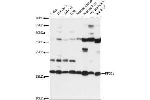 Western blot analysis of extracts of various cell lines, using RPS13 antibody (ABIN7270012) at 1:1000 dilution. (RPS13 抗体  (AA 79-151))