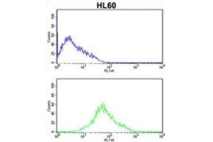 Flow Cytometry (FACS) image for anti-Protein Kinase, Interferon-Inducible Double Stranded RNA Dependent Activator (PRKRA) antibody (ABIN3003466) (PRKRA 抗体)