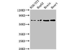 Western Blot Positive WB detected in: NIH/3T3 whole cell lysate, HepG2 whole cell lysate, Mouse brain tissue, Rat heart tissue All lanes: EMB antibody at 3 μg/mL Secondary Goat polyclonal to rabbit IgG at 1/50000 dilution Predicted band size: 37, 32 kDa Observed band size: 70 kDa (Embigin 抗体  (AA 285-327))