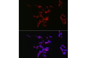 Immunofluorescence (IF) image for anti-Neurofilament Triplet M Protein (NEFM) (AA 200-300) antibody (ABIN7268865)