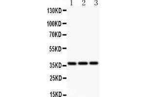 Anti-Bmi1 Picoband antibody, All lanes: Anti BMI1  at 0. (BMI1 抗体  (Middle Region))