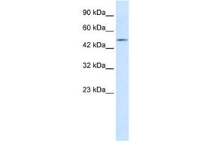 WB Suggested Anti-LHX9 Antibody Titration:  1. (LHX9 抗体  (C-Term))